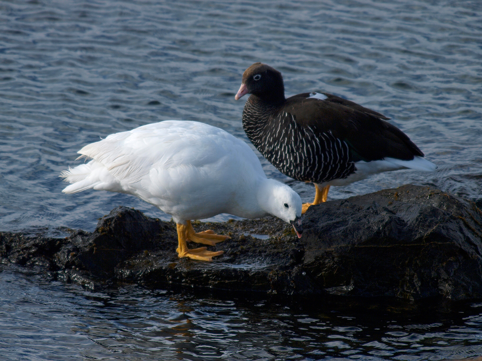 Return Of Bird Of The Week: Kelp Goose : The Mudflats 