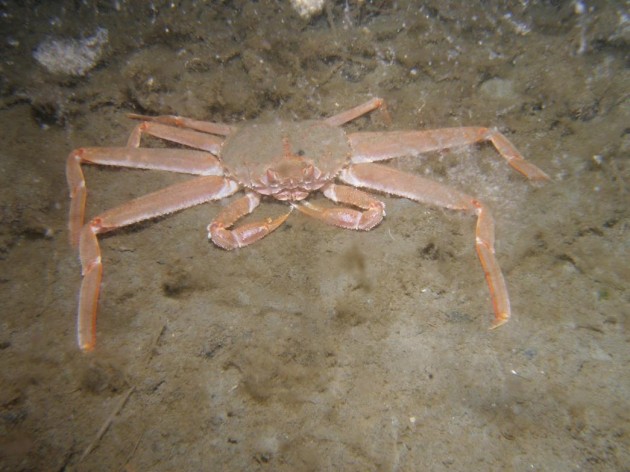 Ghost Pots Haunt Bering Sea Crab Fishery : The Mudflats | Interesting