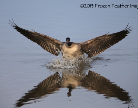 Canada Goose Landing, ©2013 Frozen Feather Images