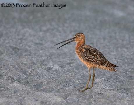 Long-billed Dowitcher on Ice