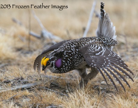 Sharp-tailed Grouse Male on a Lek