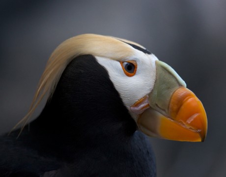 Tufted Puffin, Seward Sealife Center