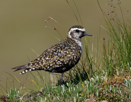 American Golden Plover