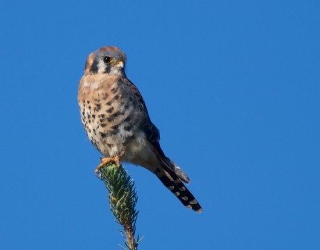 American Kestrel Male