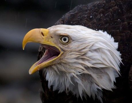 Bald Eagle, Cordova, Alaska