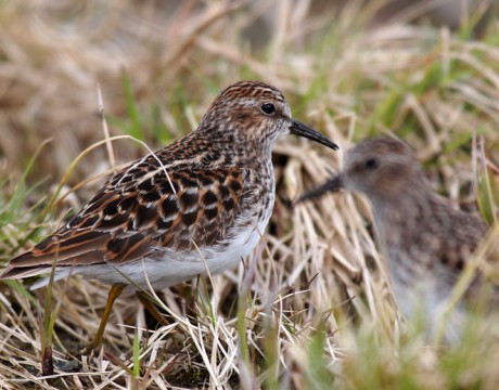 Least Sandpiper, Hartney Bay, Alaska