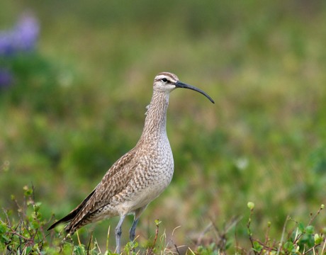 Whimbrel