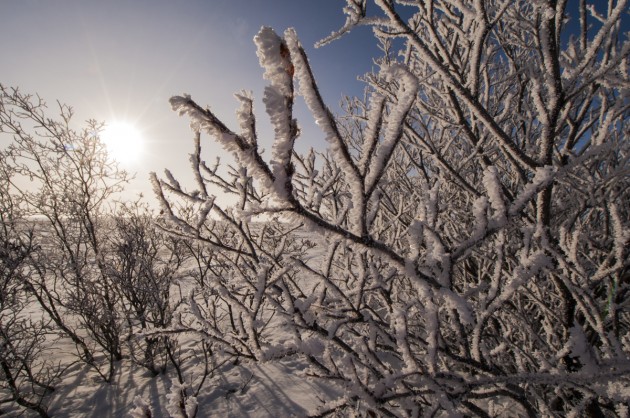 Morning sun shines through a hoar frost-covered cluster of willows near Naknek.