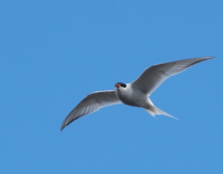 Arctic Tern, Deception Island, Southern Ocean