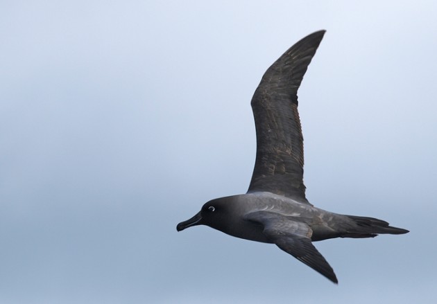 Light-mantled Sooty Albatross, Phoebetria palpebrata