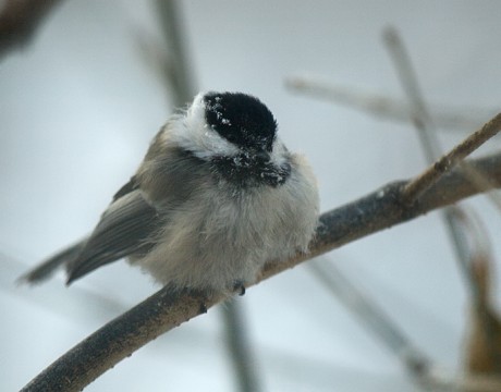 Black-capped Chickadee at -20 F