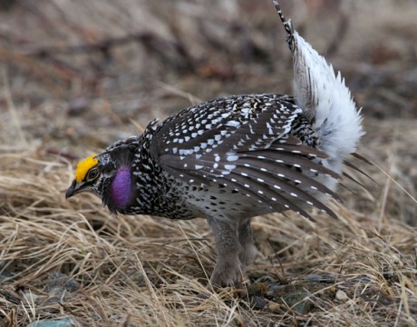 Sharp-tailed Grouse Male, Dancing for the Ladies