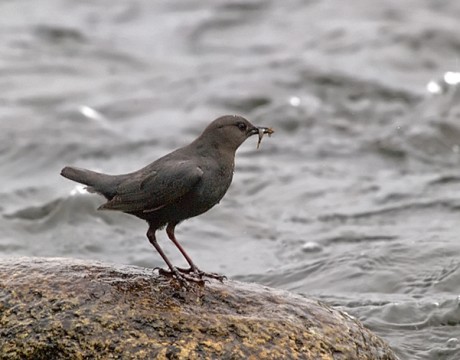 American Dipper with a Snack