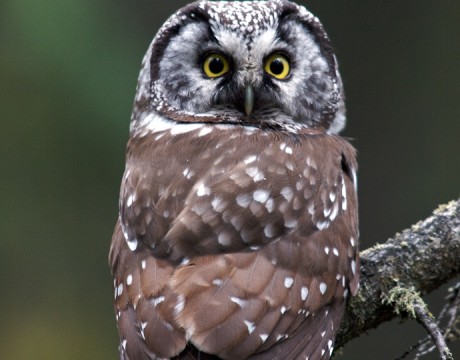 Male Boreal Owl, Fairbanks