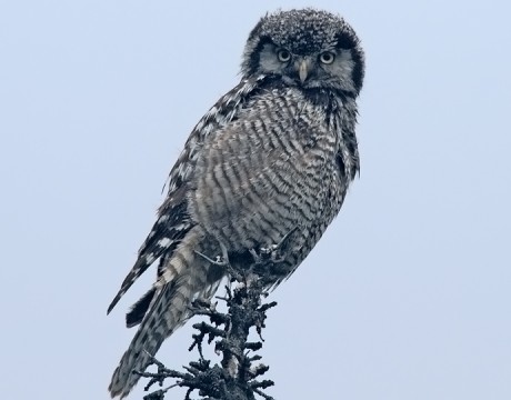 Northern Hawk Owl, Delta Barley Project, Alaska Highway