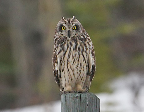 Short-eared Owl, Delta Barley Project