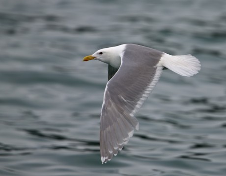 Glaucous-winged Gull, Resurrection Bay