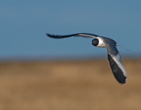 Sabine's Gull in Flight, Yukon Delta National Wildlife Refuge