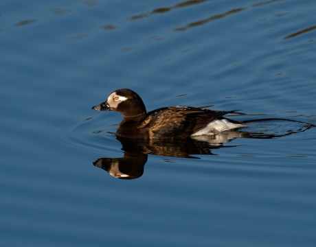 Long-tailed Duck, Tangle Lakes, Denali Highway