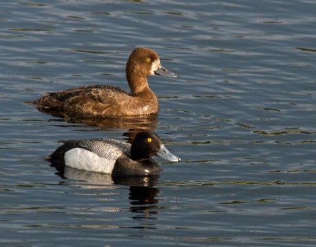 Lesser Scaup Drake and Hen
