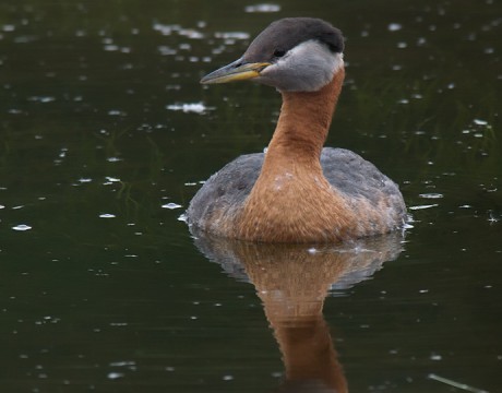 Red-necked Grebe Male