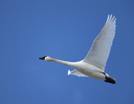 Tundra Swan in Flight, Peat Ponds, Fairbanks, Alaska