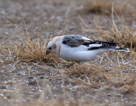 Snow Bunting, South Fairbanks, Early Spring 2012