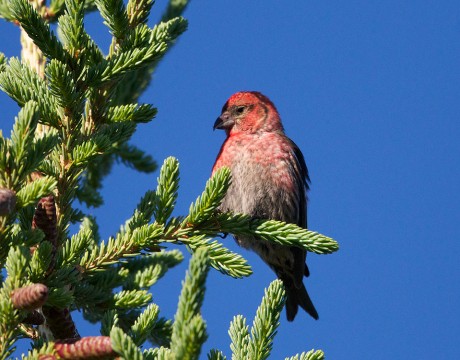 White-winged Crossbill Male, Nabesna Road