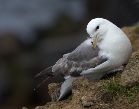 Pale Morph Northern Fulmar, St. Paul Island, Pribilof Islands