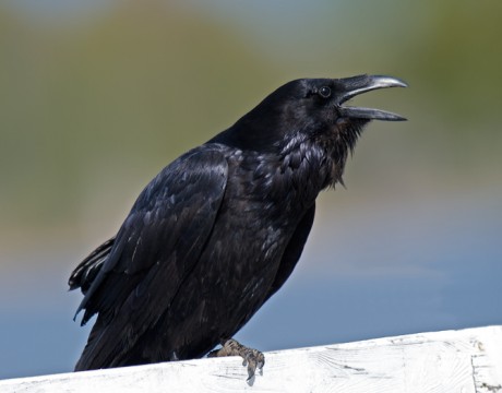 Common Raven, Fairbanks, Alaska
