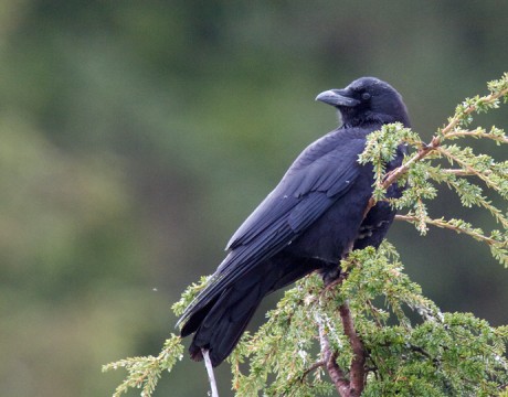 Northwestern Crow, Cordova, Alaska