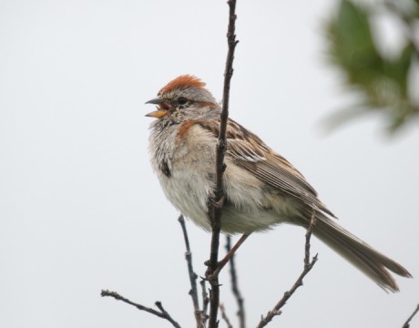 American Tree Sparrow, Denali Highway, Alaska