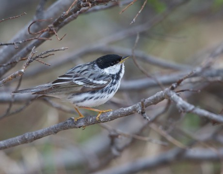 Blackpoll Warbler, Denali Highway