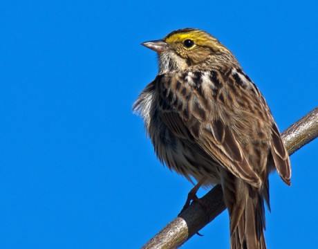 Savannah Sparrow, Steese Highway, Alaska