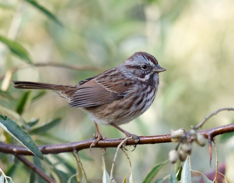 Song Sparrow, Copper River Delta, Alaska