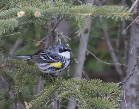 Yellow-rumped Warbler, Spring Migration, Delta Barley Project