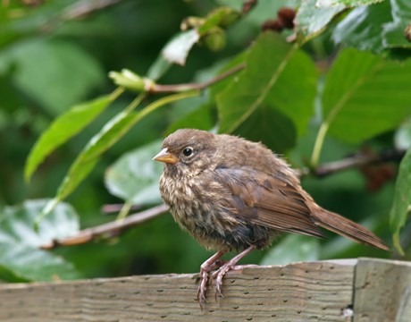 Fox Sparrow, Valdez, Alaska