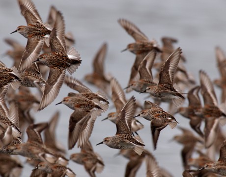 Western Sandpiper Flock, Hartney Bay, Cordova