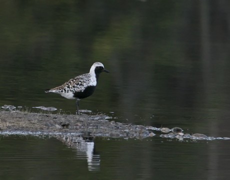 Black-bellied Plover, Tanana Lakes, Fairbanks