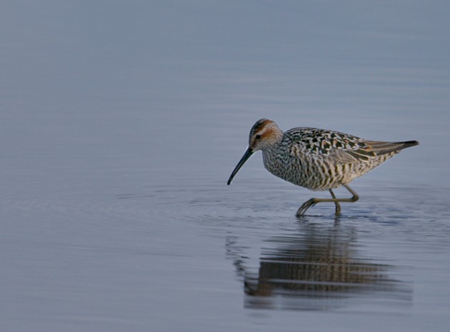 Stilt Sandpiper, Peat Ponds, Fairbanks