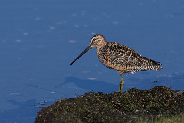 Long-billed Dowitcher, Peat Ponds, Fairbanks