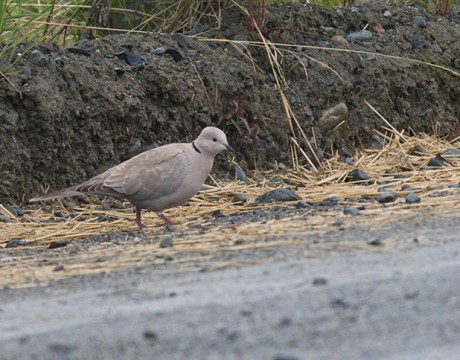 Eurasian Collared-Dove, Denlai Highway, June 2009