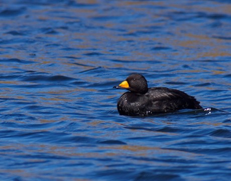 Black Scoter, Denali National Park