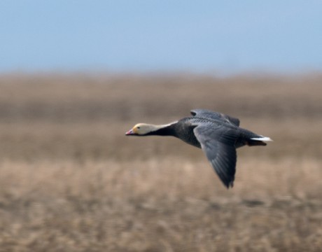 Emperor Goose in Flight, Yukon Delta NWR