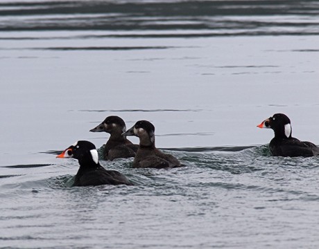 Surf Scoters, Eyak Lake, Cordova