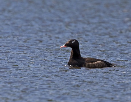 White-winged Scoter, Steese Highway