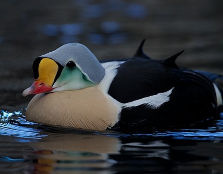 King Eider Drake, Resurrection Bay, Alaska