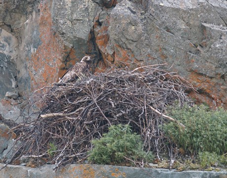 Golden Eagle on Nest, Alaska Range