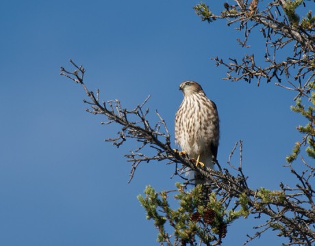 Sharp-shinned Hawk Juvenile, Chena Hot Springs Road, Fairbanks