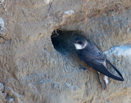 Bank Swallow Posing at Nest Entrance, Chevak in the Yukon Flats National Wildlife Refuge